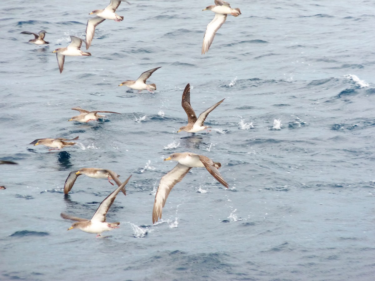 Berta maggiore - ML639865573