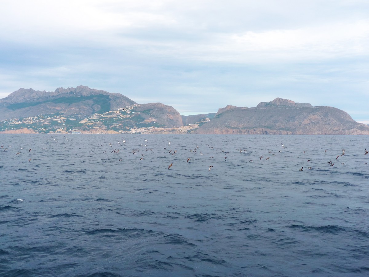 Berta maggiore - ML639865575