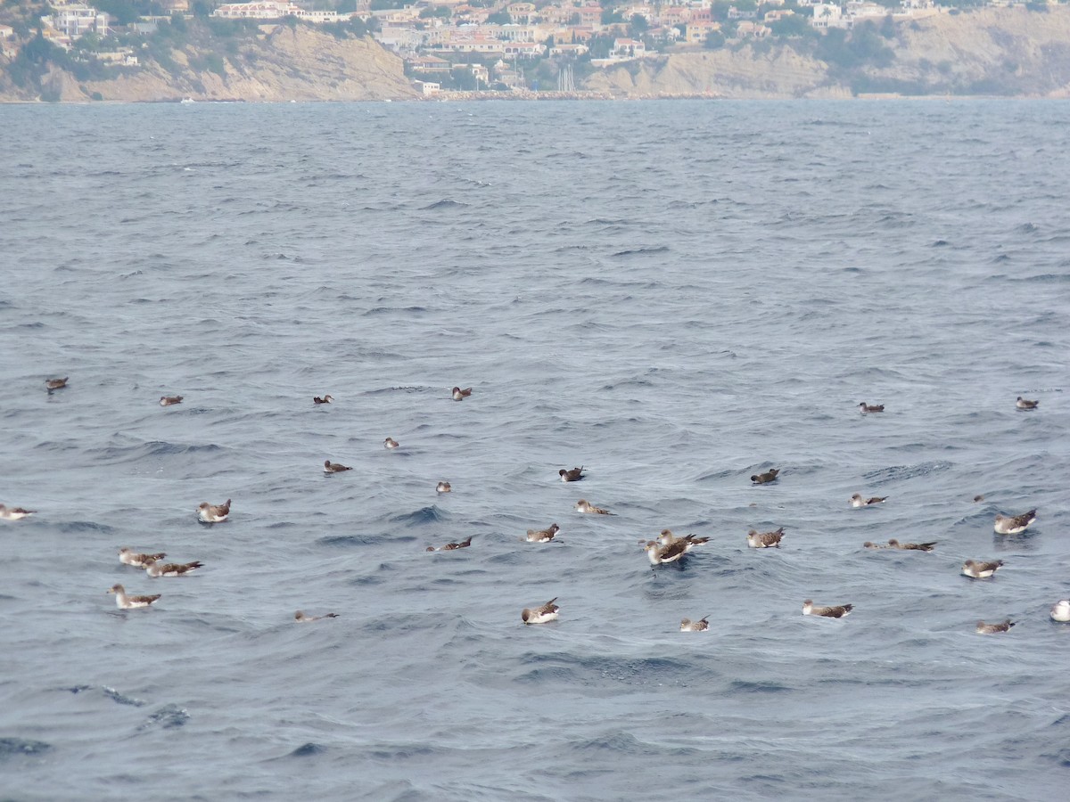 Berta maggiore - ML639865576