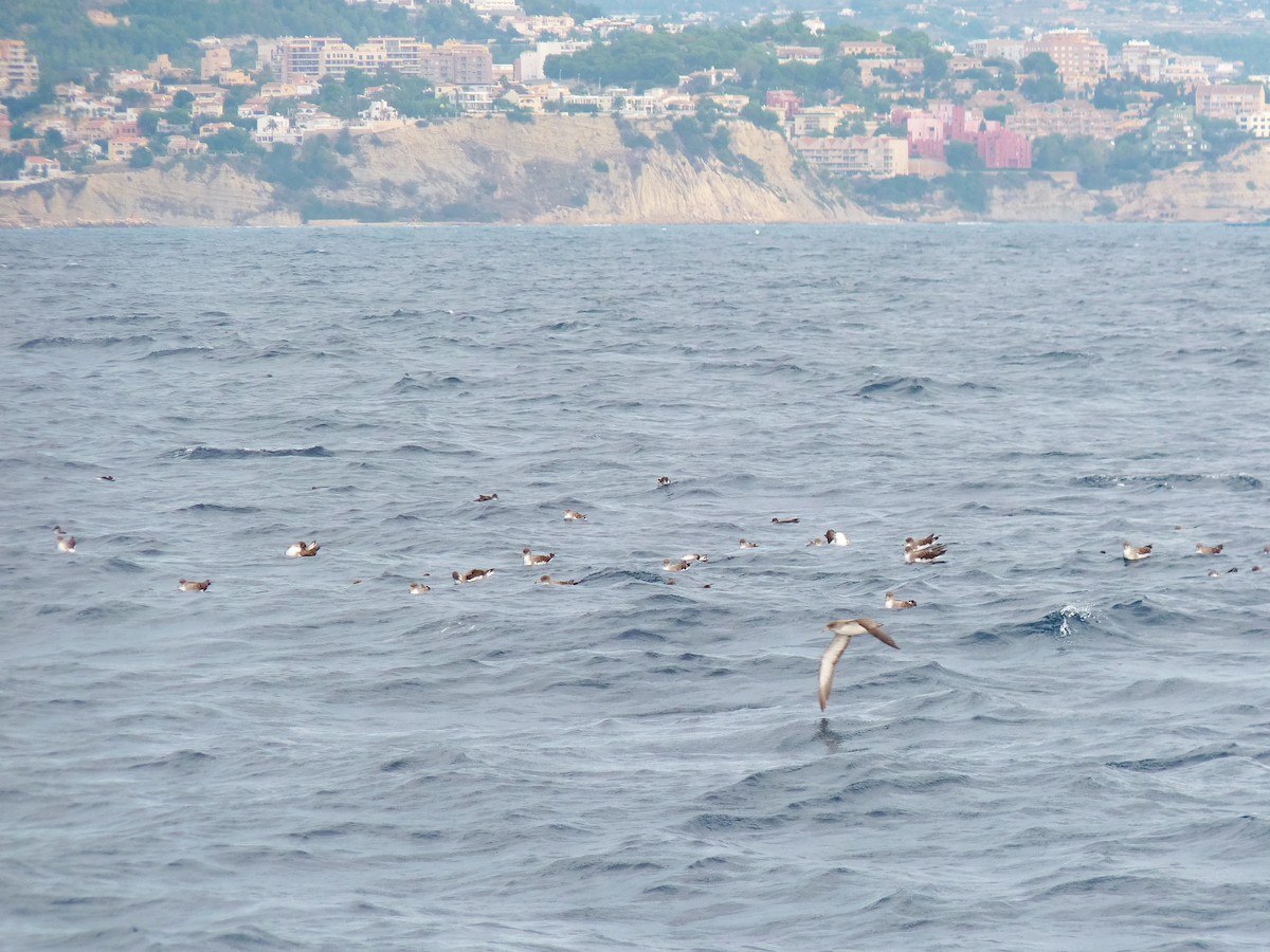 Berta maggiore - ML639865577