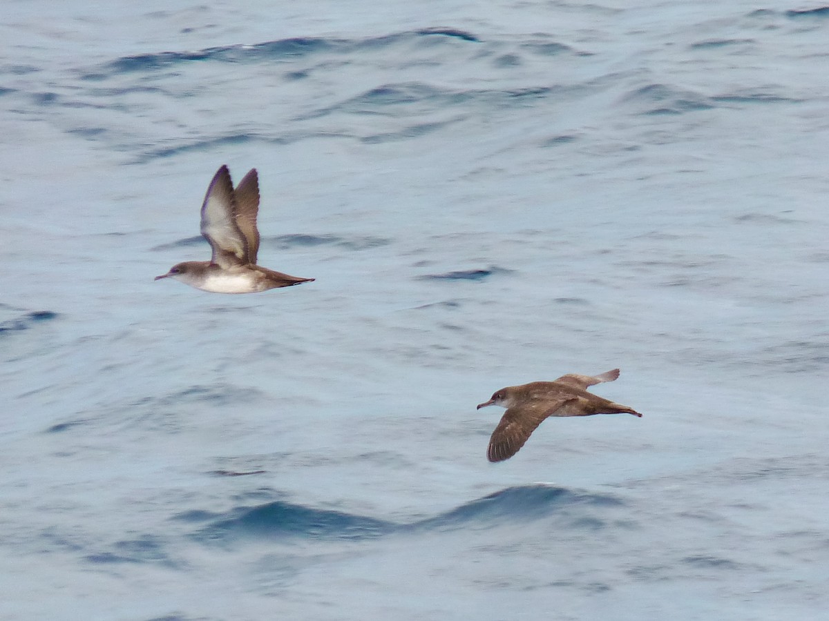 Berta balearica - ML639865585