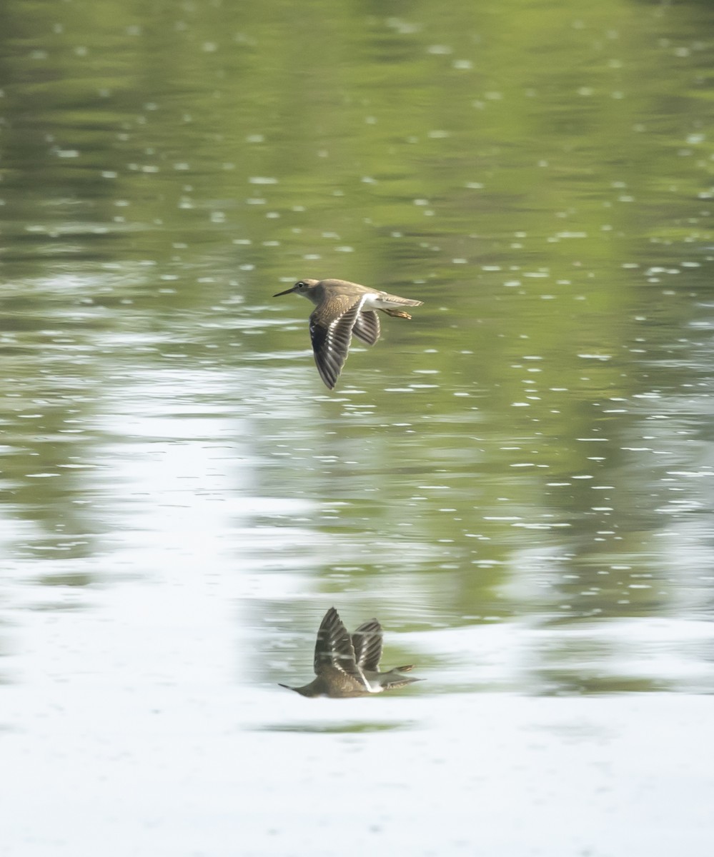 Spotted Sandpiper - ML639865620