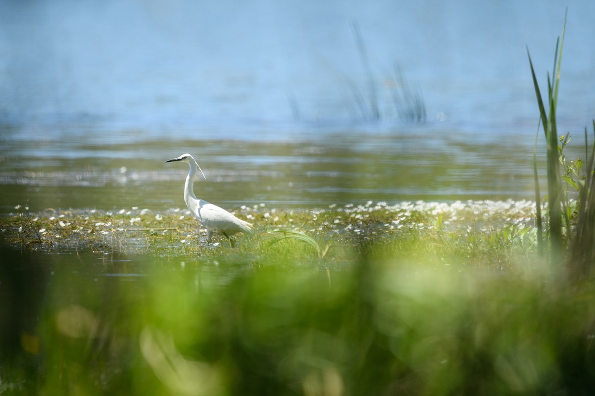 Little Egret (Western) - ML639865622
