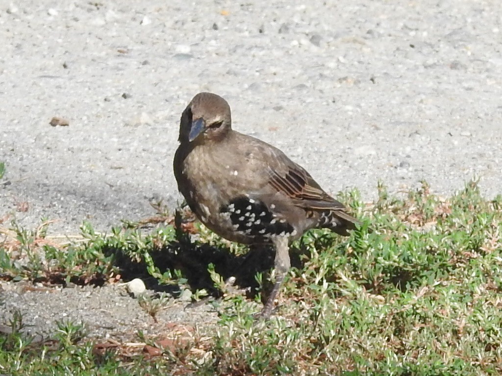 European Starling - ML639865636