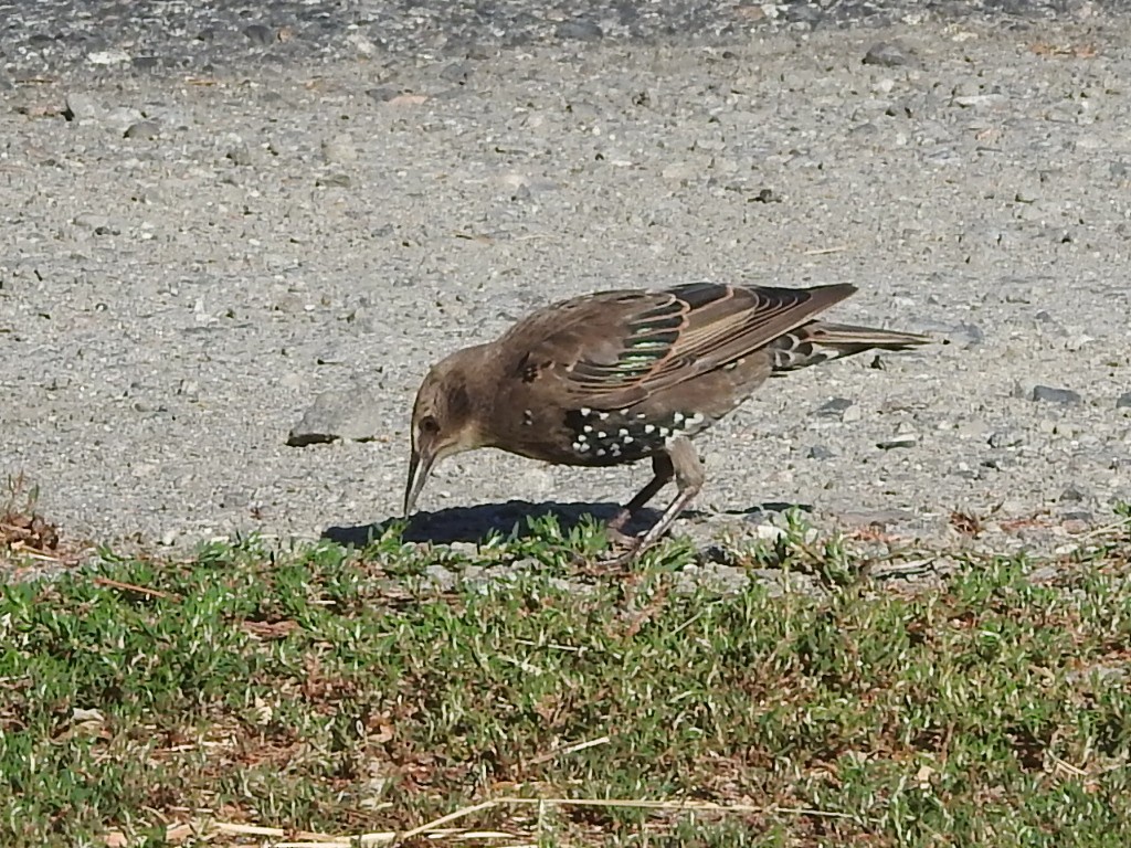 European Starling - ML639865637