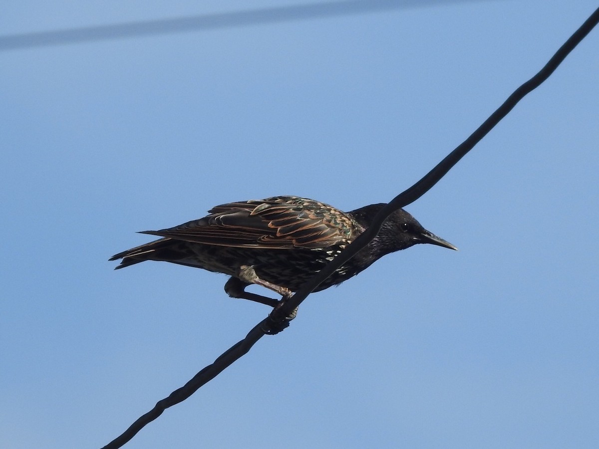 European Starling - ML639865638