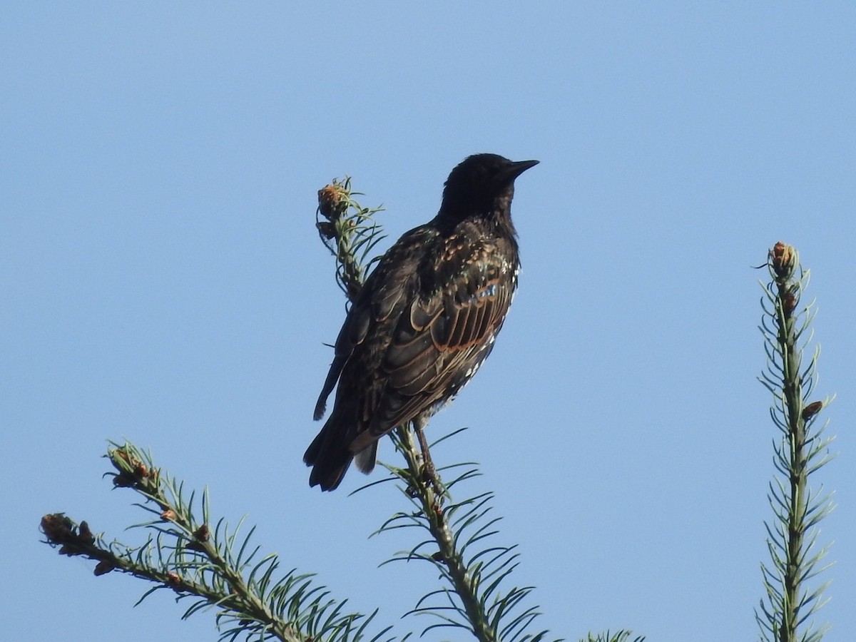 European Starling - ML639865639