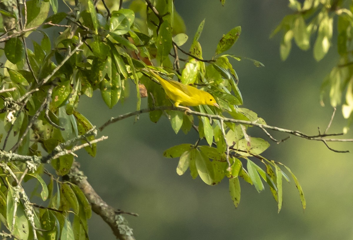 Northern Yellow Warbler - ML639865641