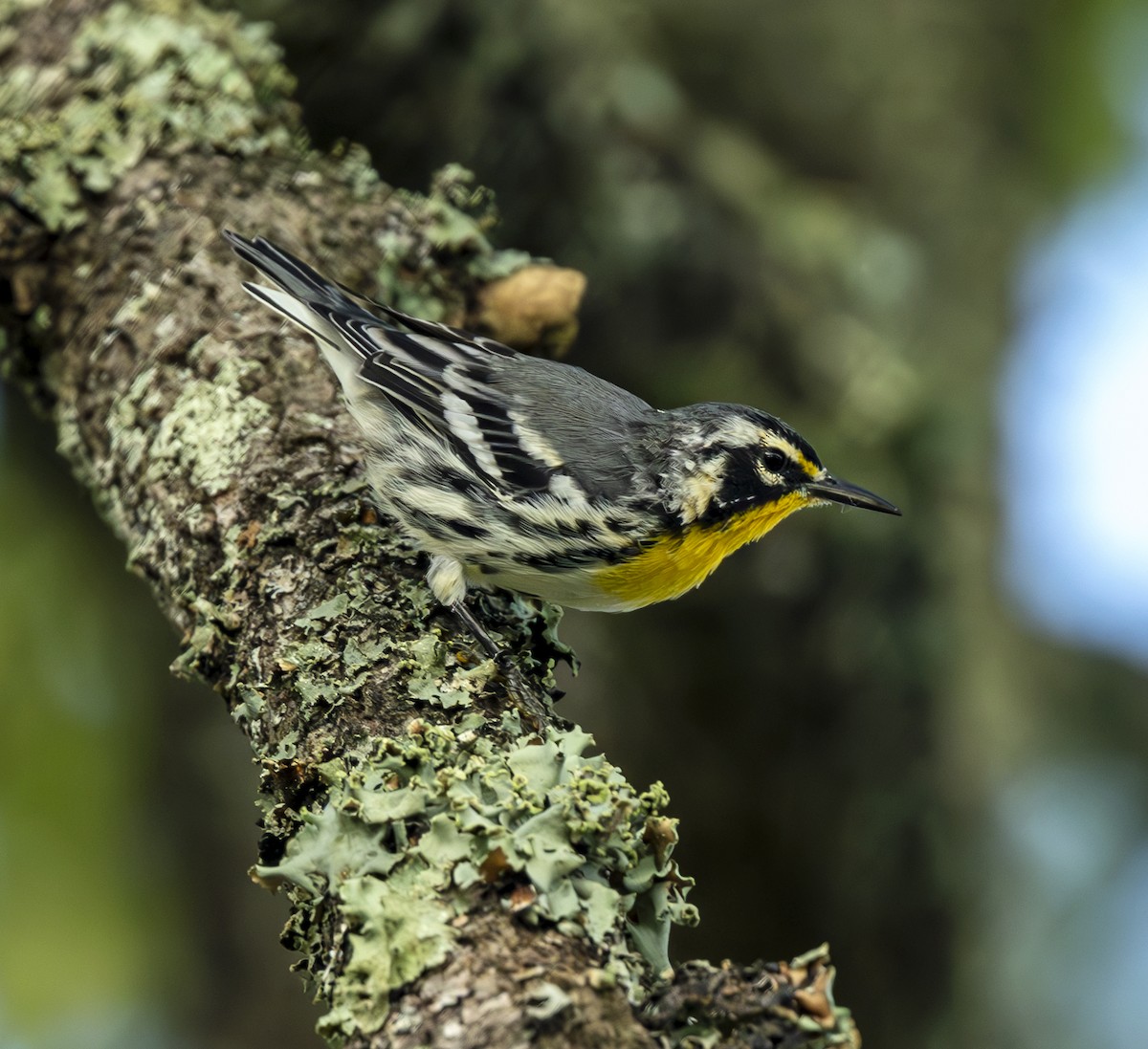 Yellow-throated Warbler - ML639865642