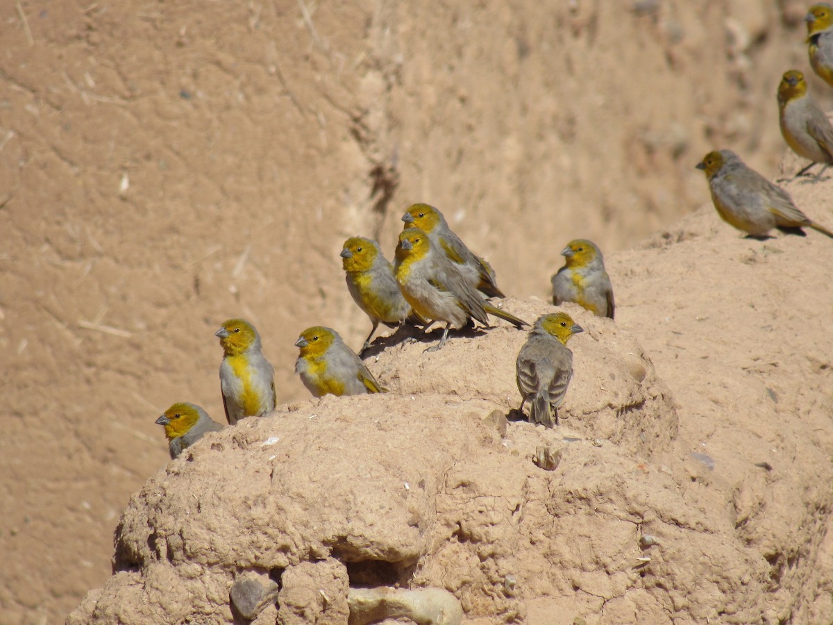 Citron-headed Yellow-Finch - ML639865657