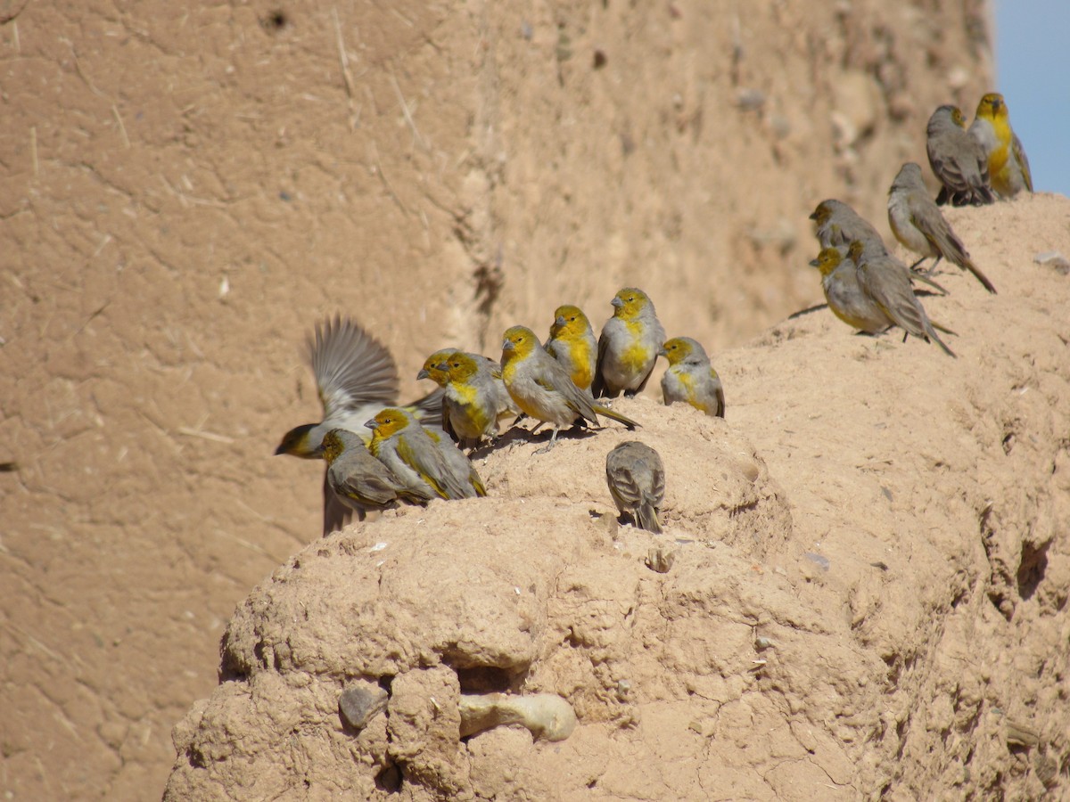 Citron-headed Yellow-Finch - ML639865658