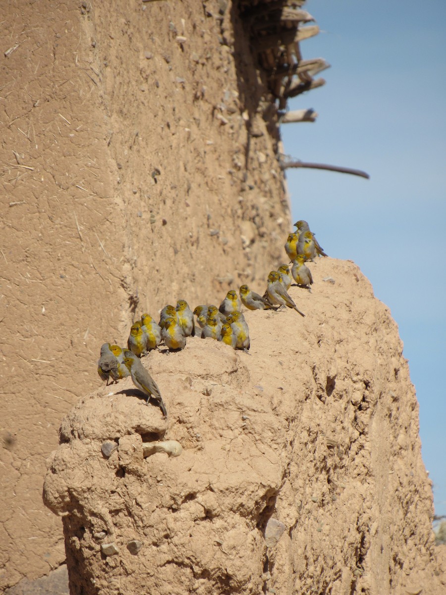 Citron-headed Yellow-Finch - ML639865659