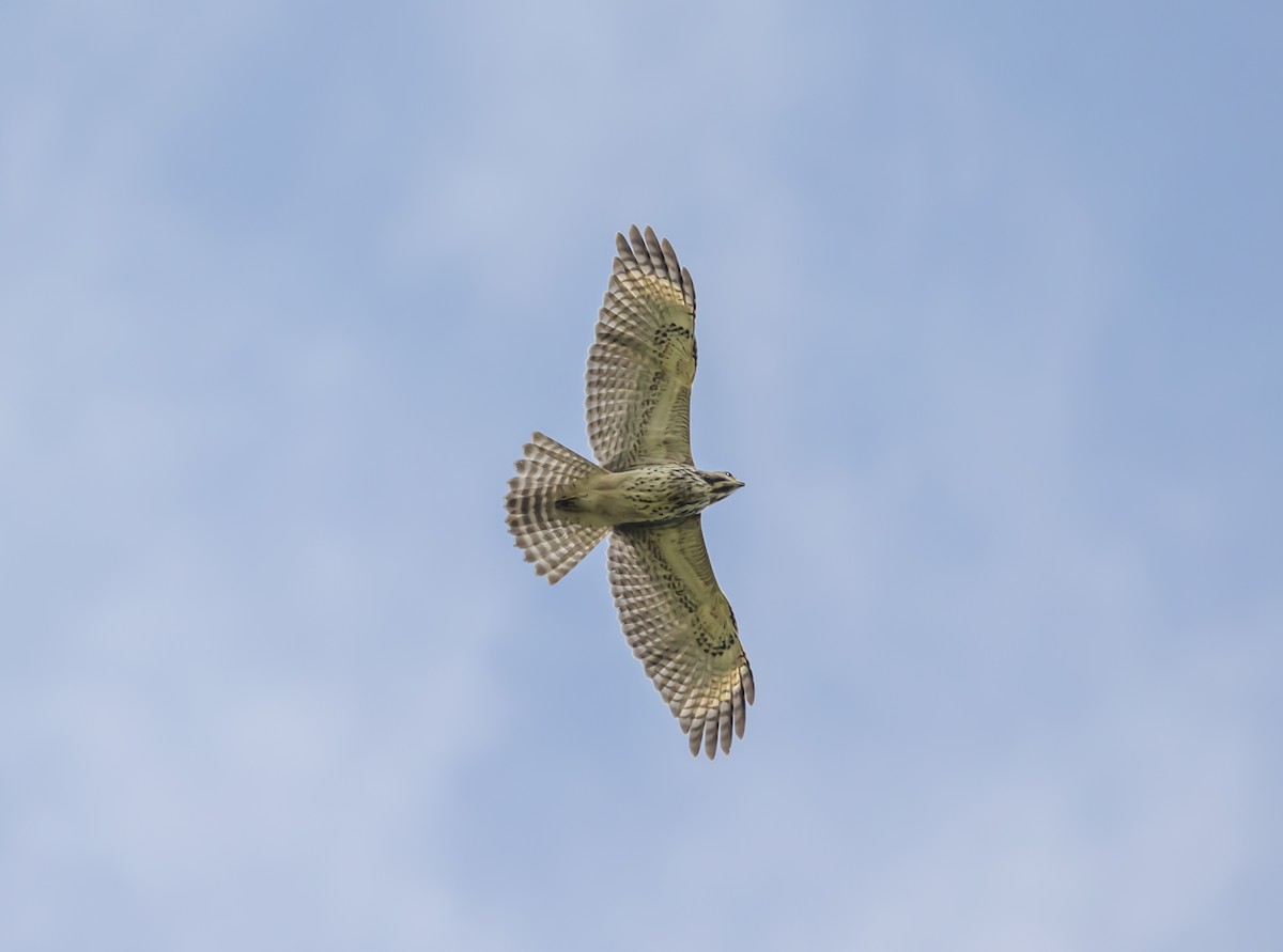 Red-shouldered Hawk - ML639865687