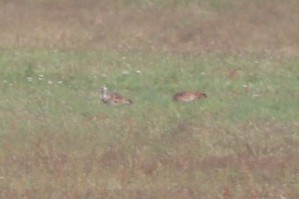 Great Bustard - ML639865707