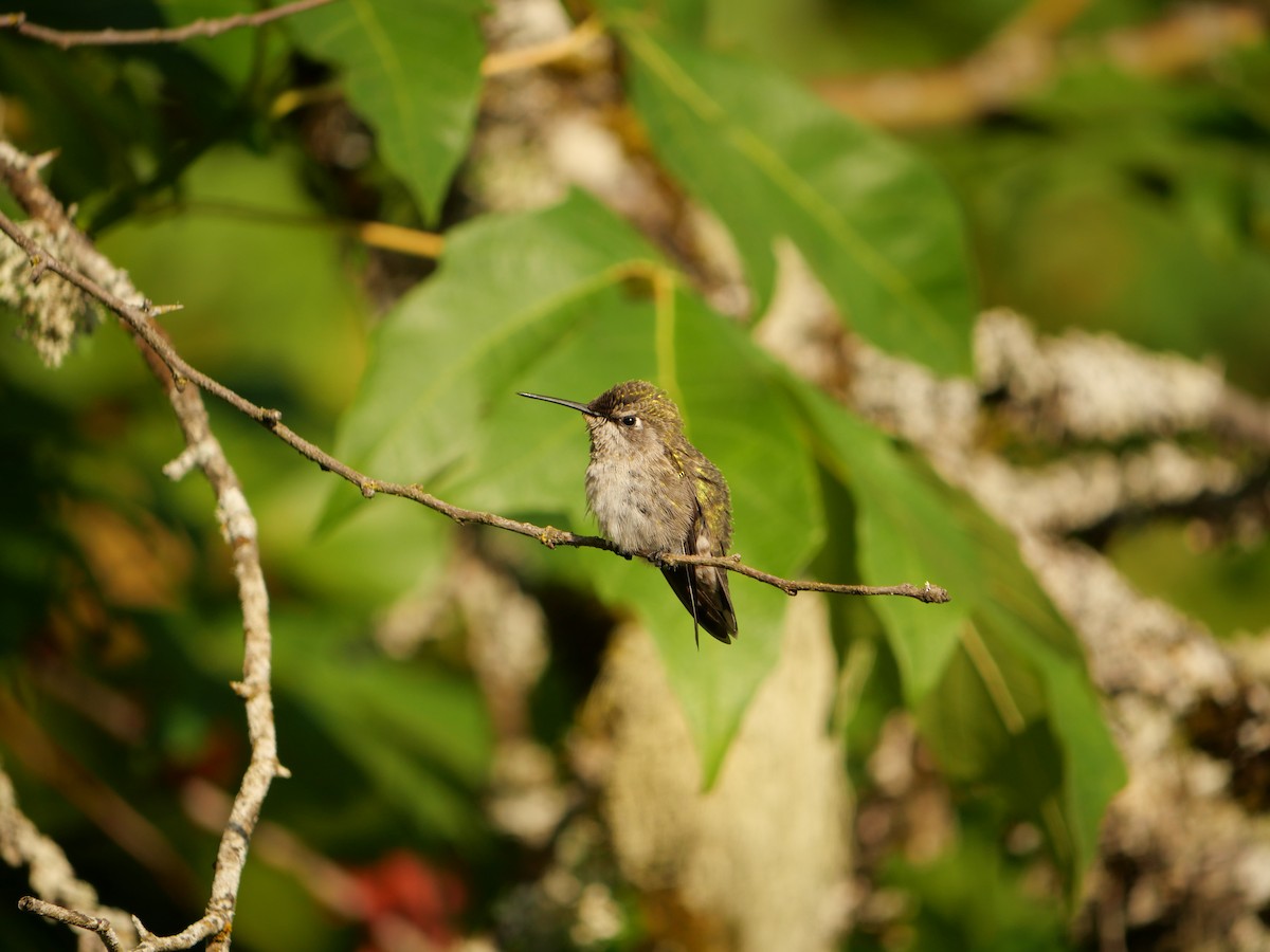 Anna's Hummingbird - ML639865825
