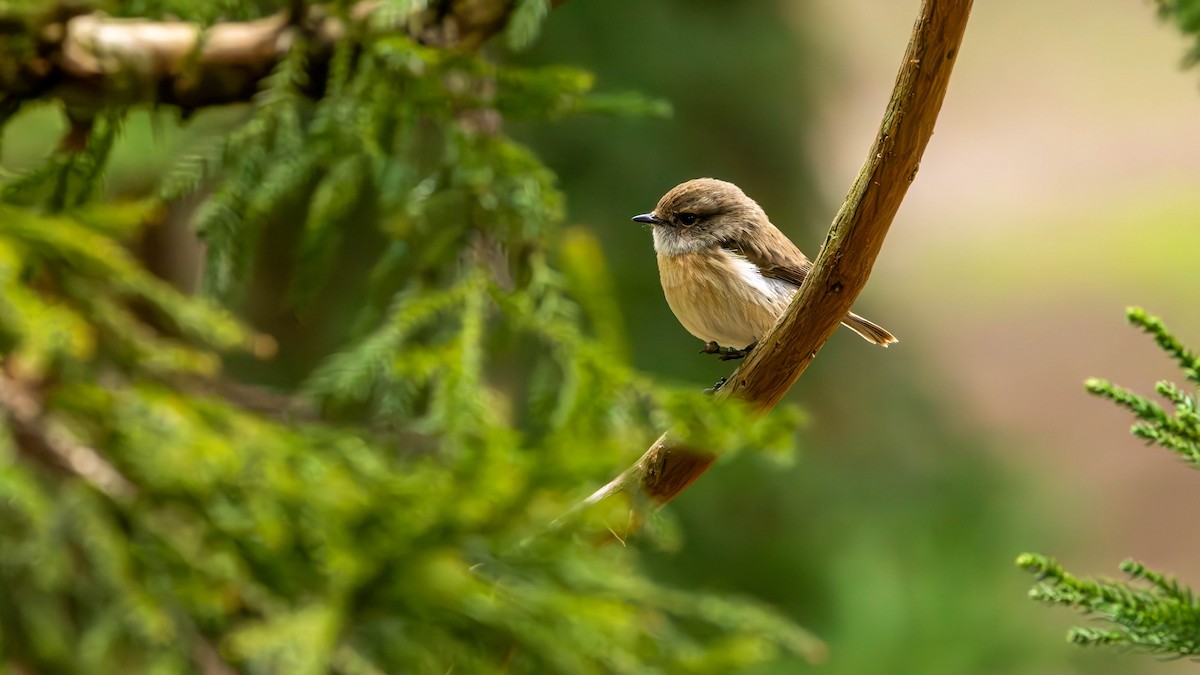 Reunion Stonechat - ML639865827