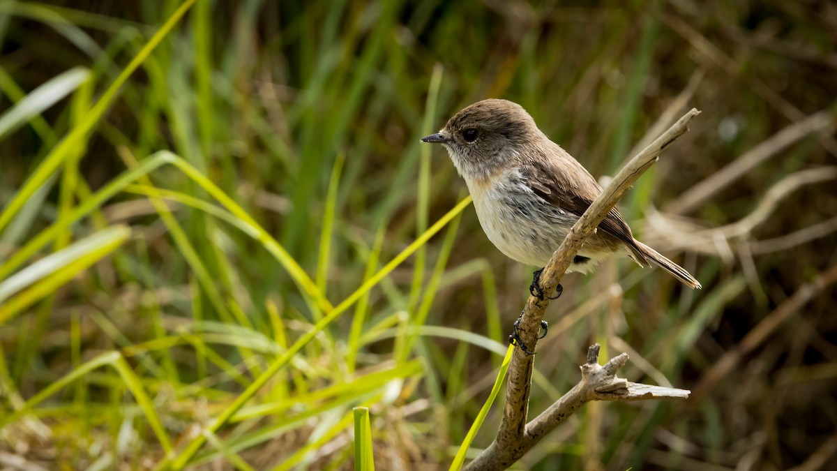 Reunion Stonechat - ML639865831