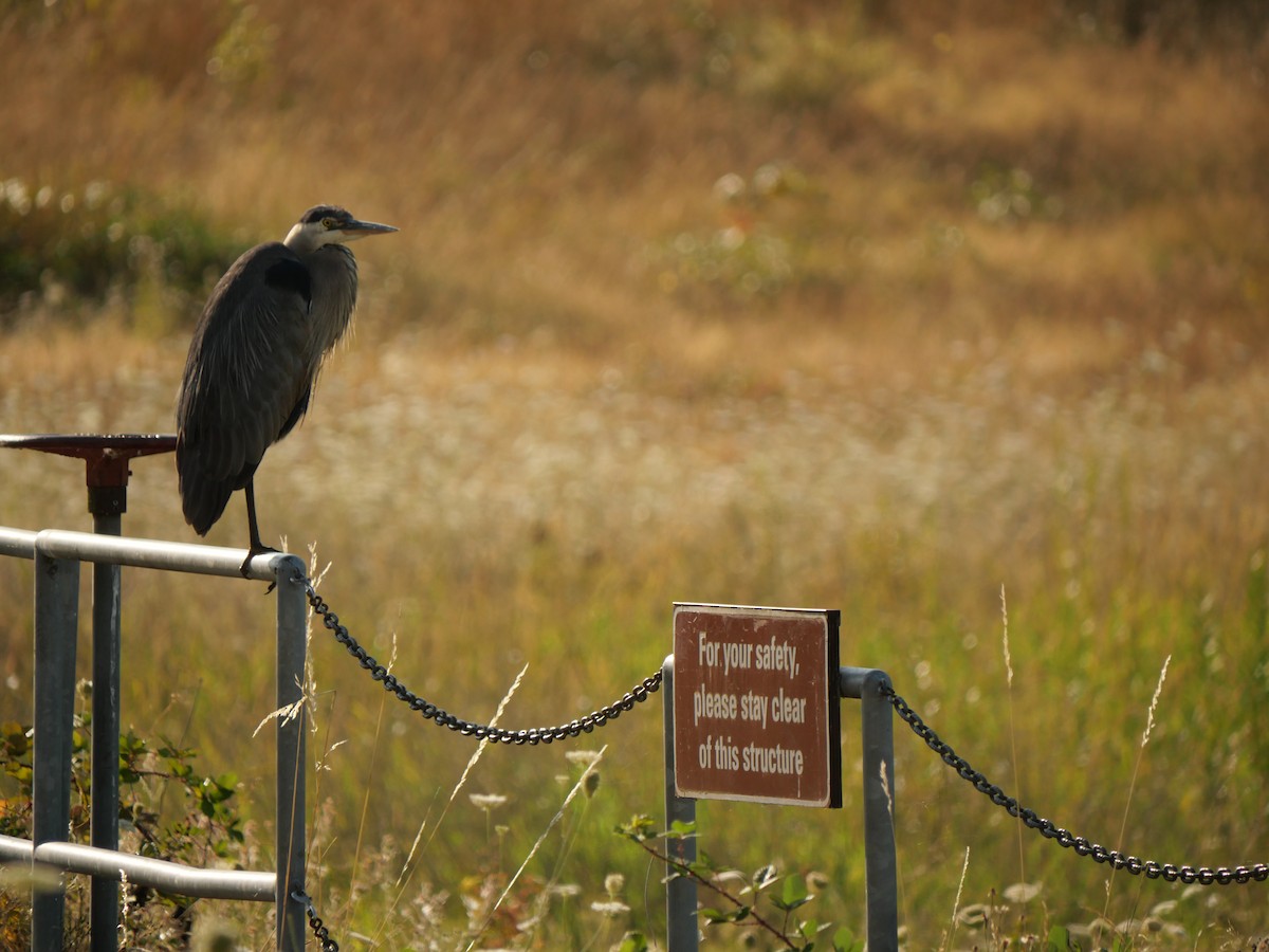 Great Blue Heron - ML639865836