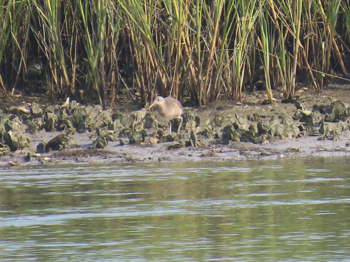 Clapper Rail - ML639865843