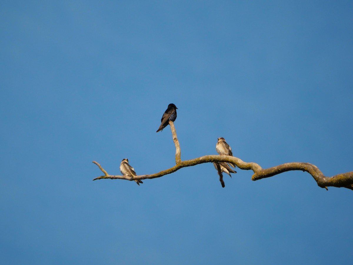 Purple Martin - ML639865846