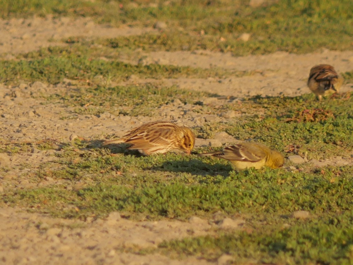 Savannah Sparrow - ML639865849