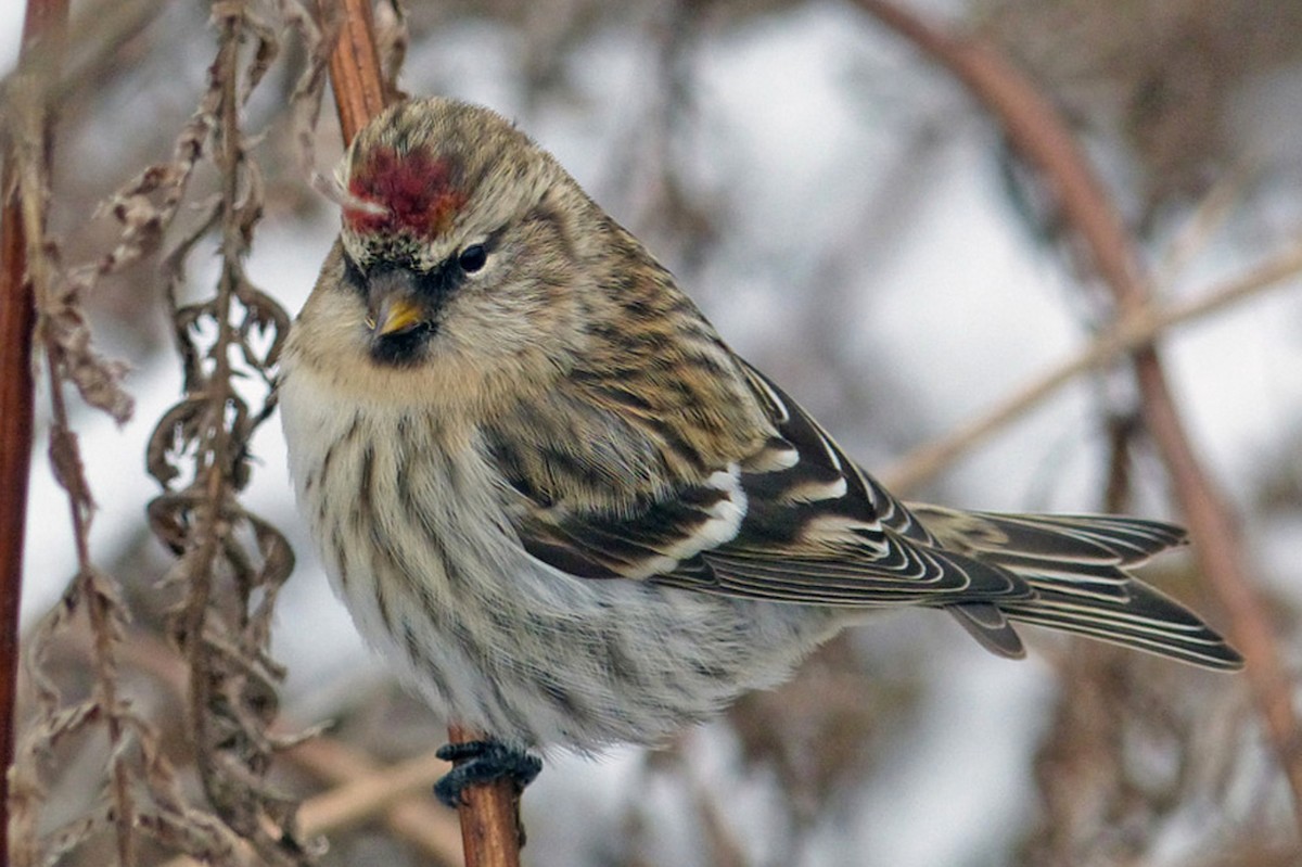 Redpoll (Common) - ML639865854