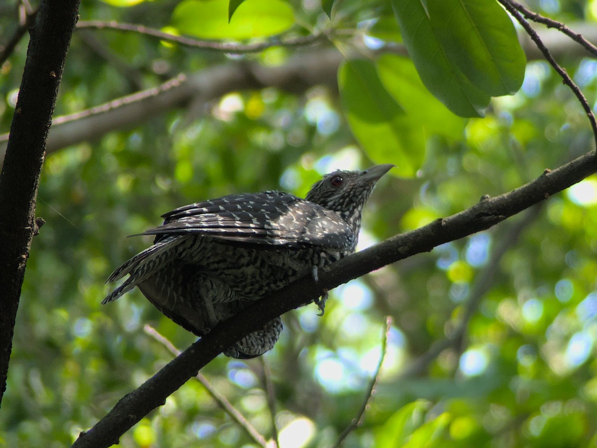 Asian Koel - ML639865895