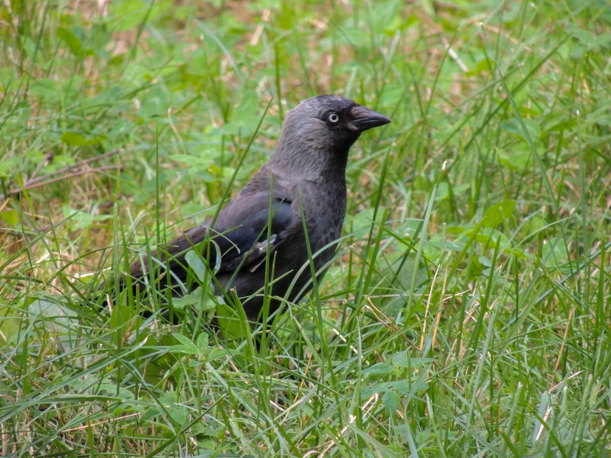 Eurasian Jackdaw - ML639865900