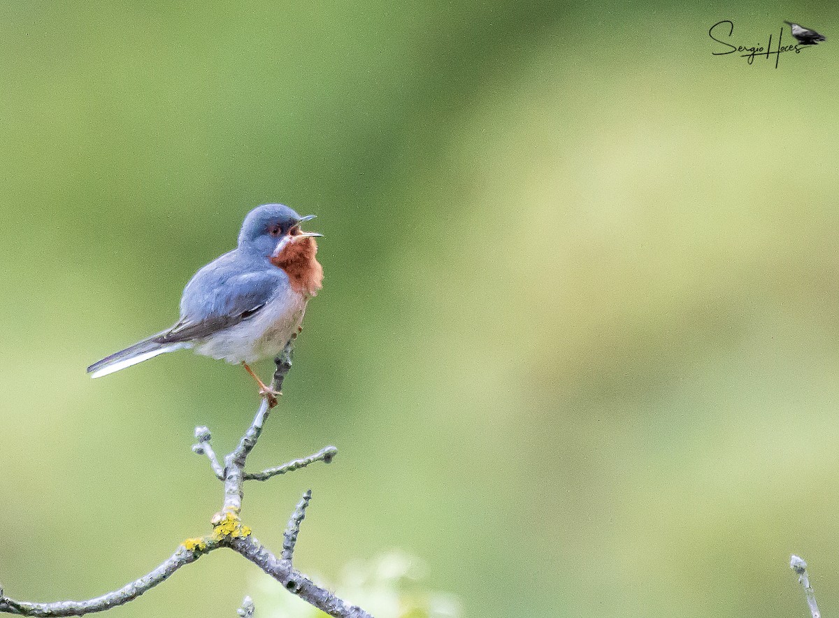 Eastern Subalpine Warbler - ML639865940