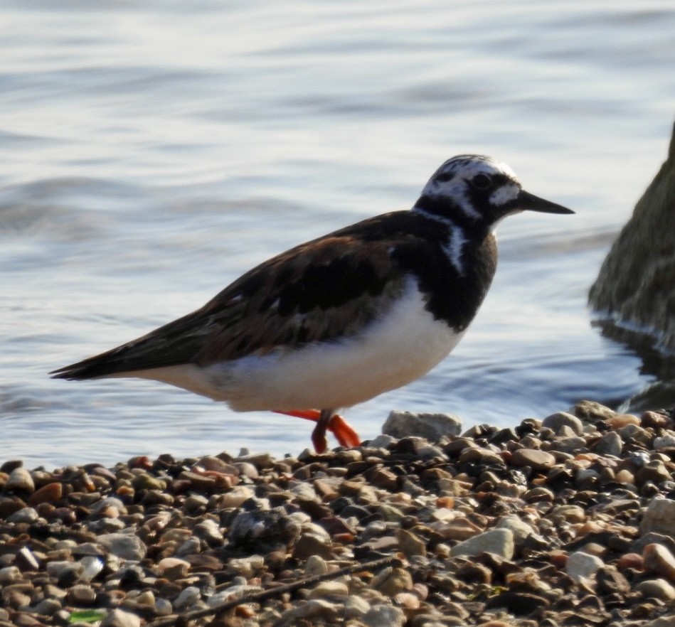 Ruddy Turnstone - ML639865941
