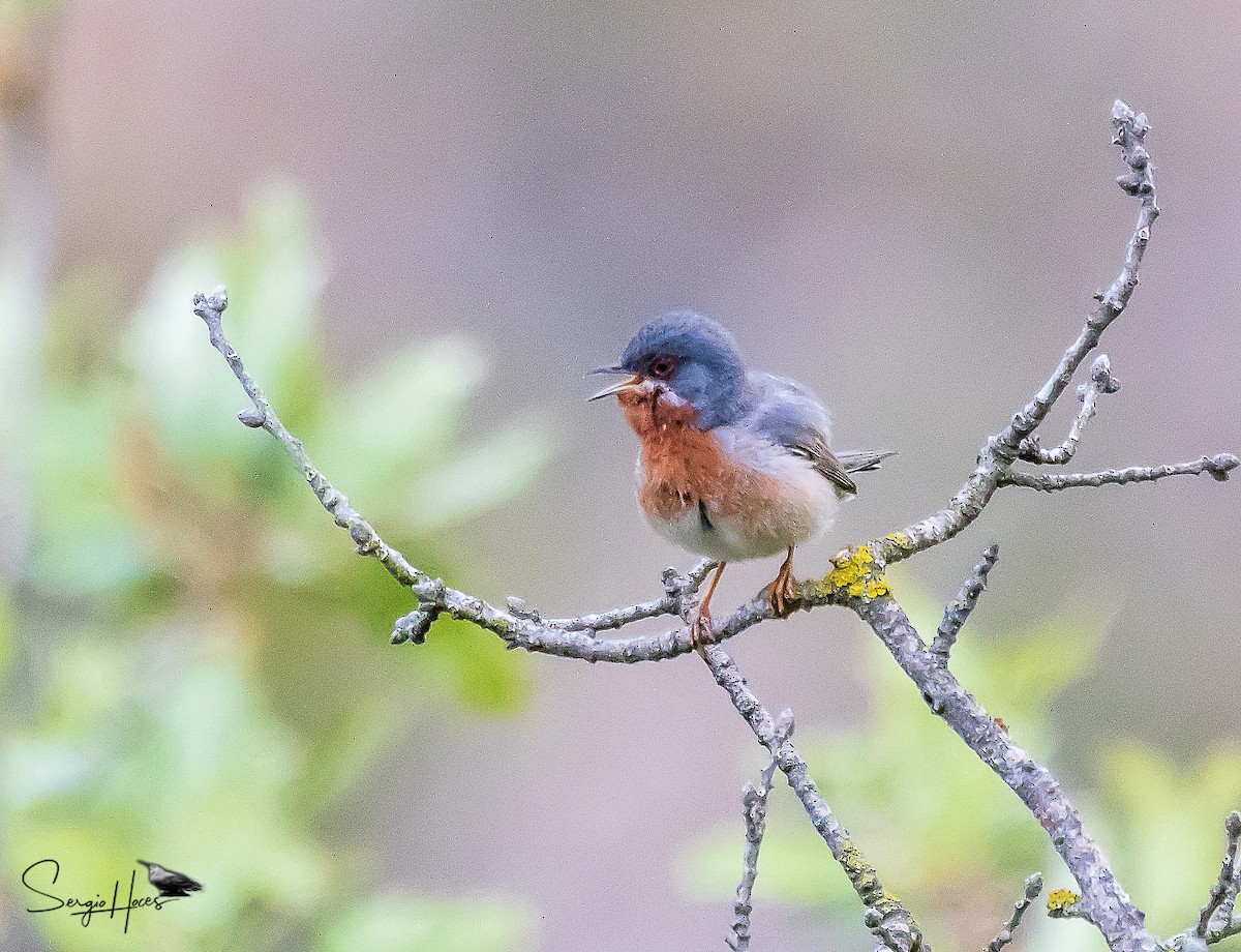 Eastern Subalpine Warbler - ML639865945