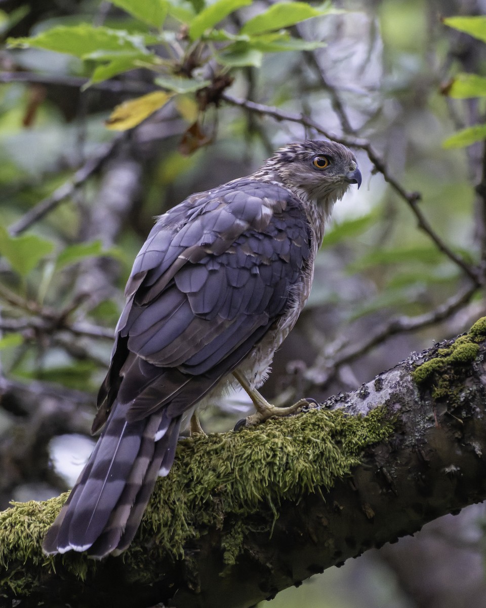 Cooper's Hawk - ML639865946