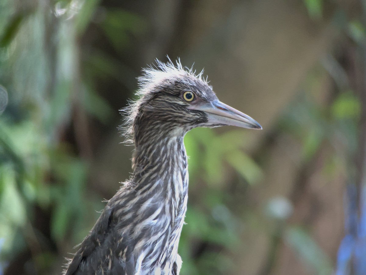 Black-crowned Night Heron - ML639865977