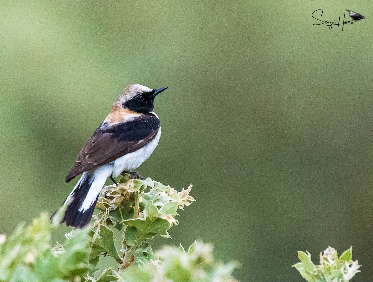 Eastern Black-eared Wheatear - ML639865978