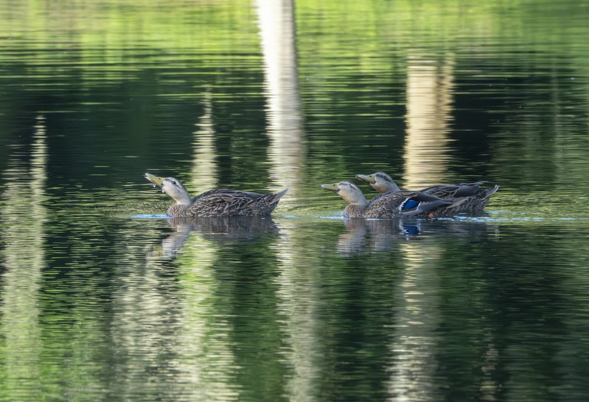 Mallard x Mottled Duck (hybrid) - ML639865985
