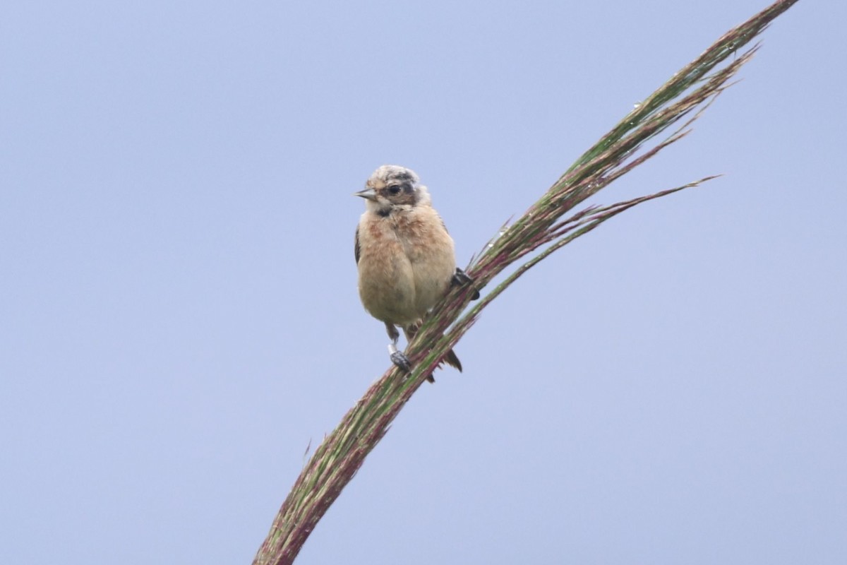 Eurasian Penduline-Tit - ML639866048