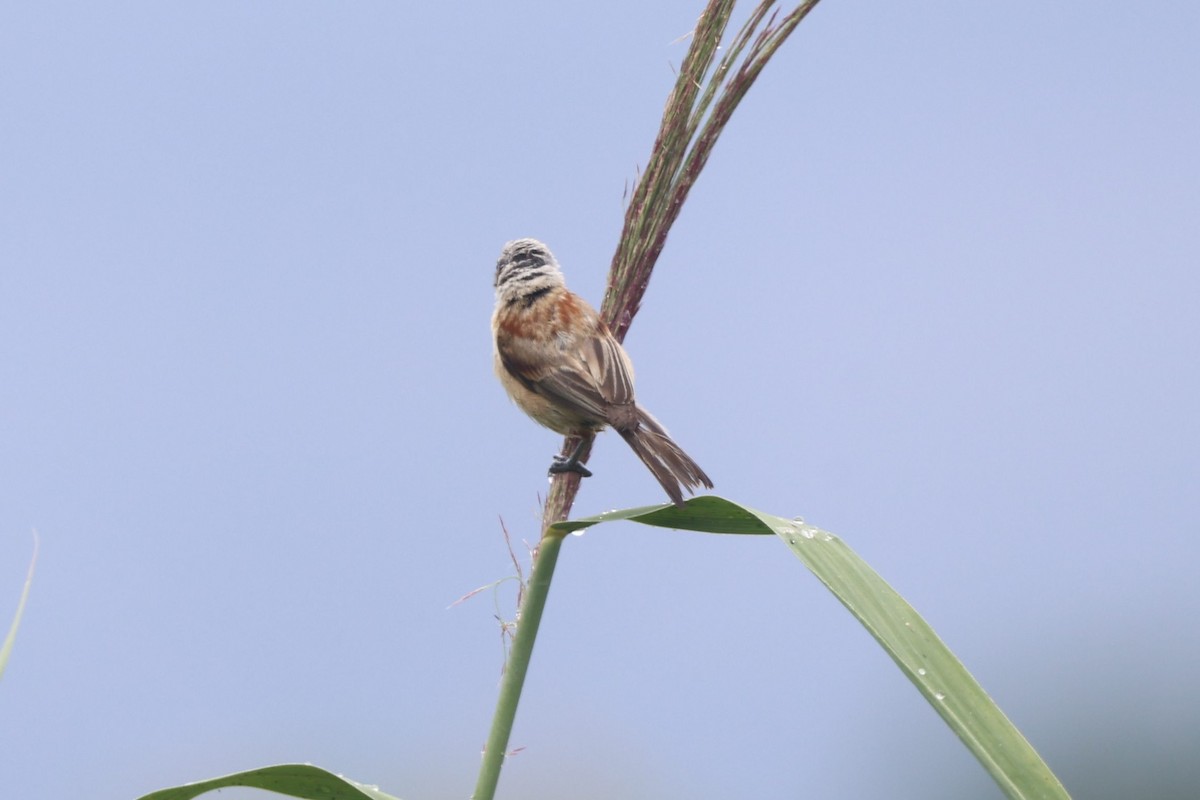 Eurasian Penduline-Tit - ML639866050