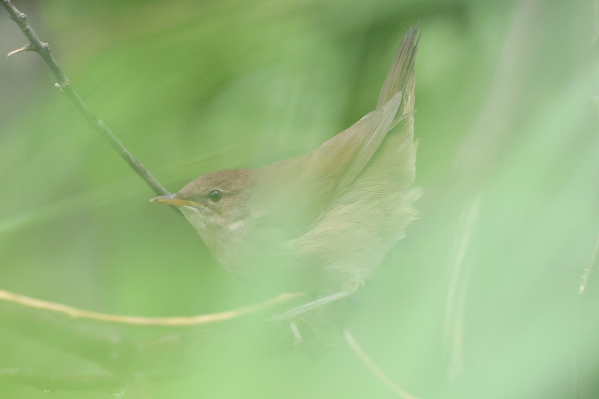 Savi's Warbler - ML639866052