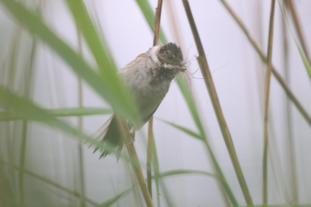 Reed Bunting - ML639866054