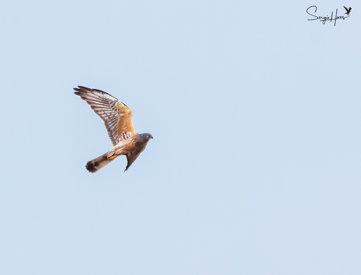 moták lužní - ML639866108