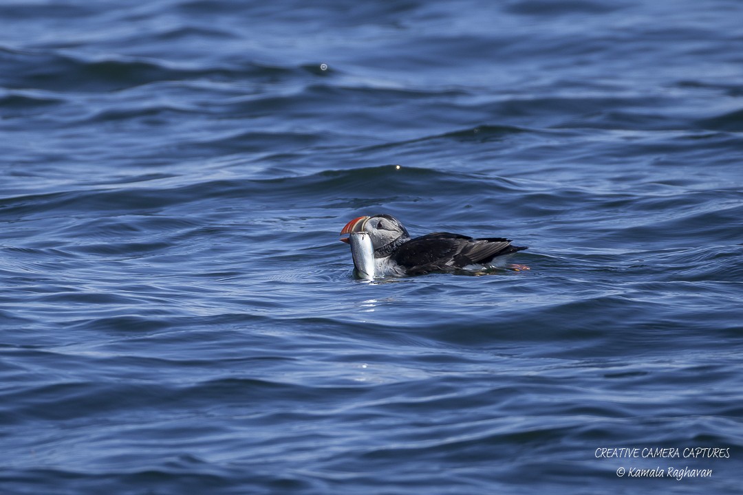 Atlantic Puffin - ML639866109
