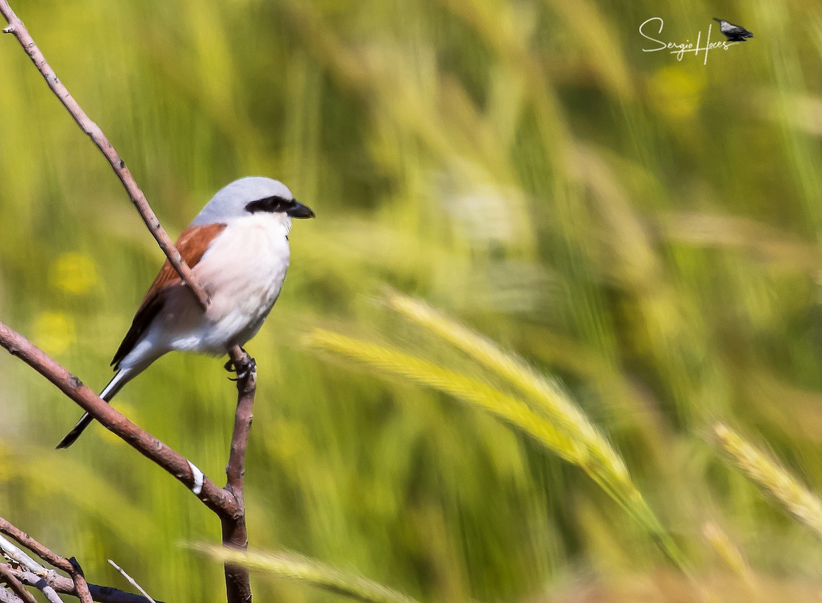 ťuhýk obecný - ML639866121