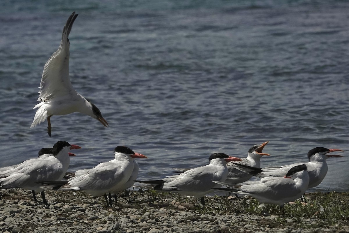 Caspian Tern - ML639866127