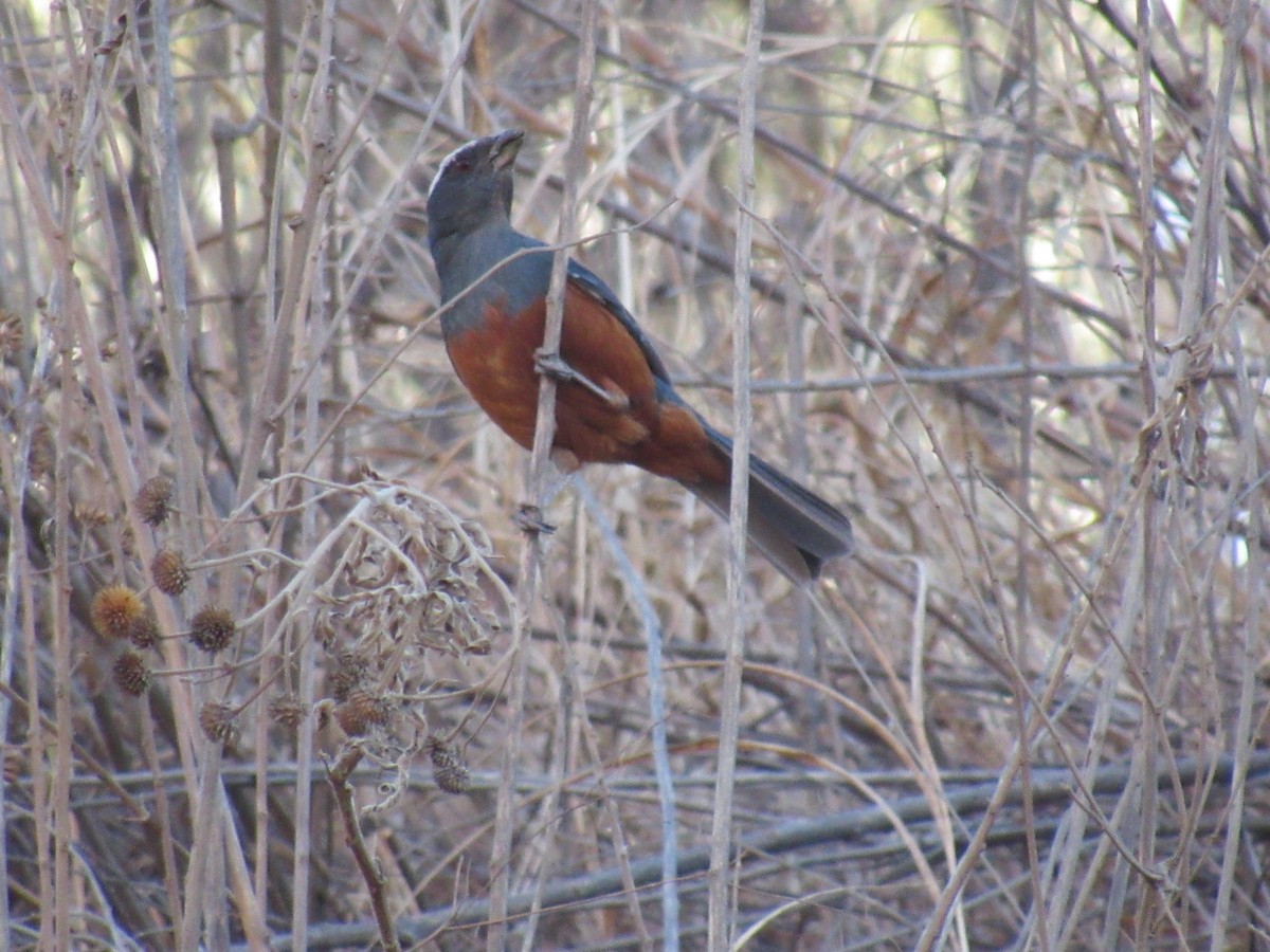 Rufous-bellied Mountain Tanager - ML639866131