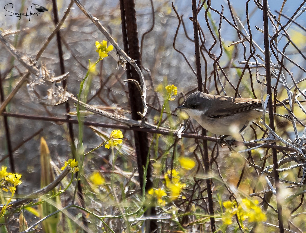 pěnice pokřovní - ML639866133