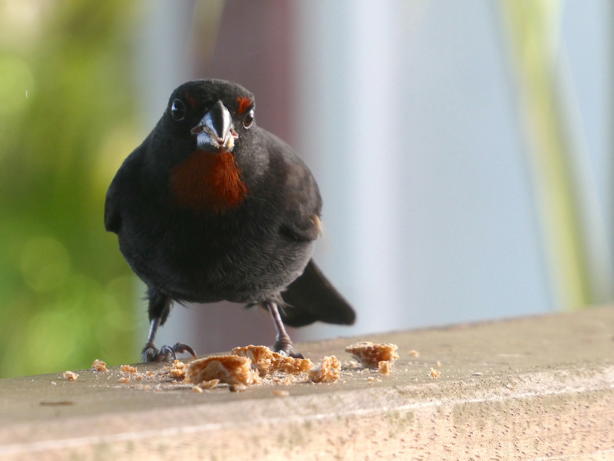 Lesser Antillean Bullfinch - ML639866141