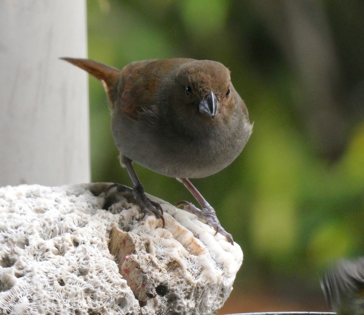 Lesser Antillean Bullfinch - ML639866142