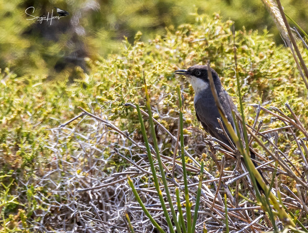 pěnice dlouhozobá - ML639866157