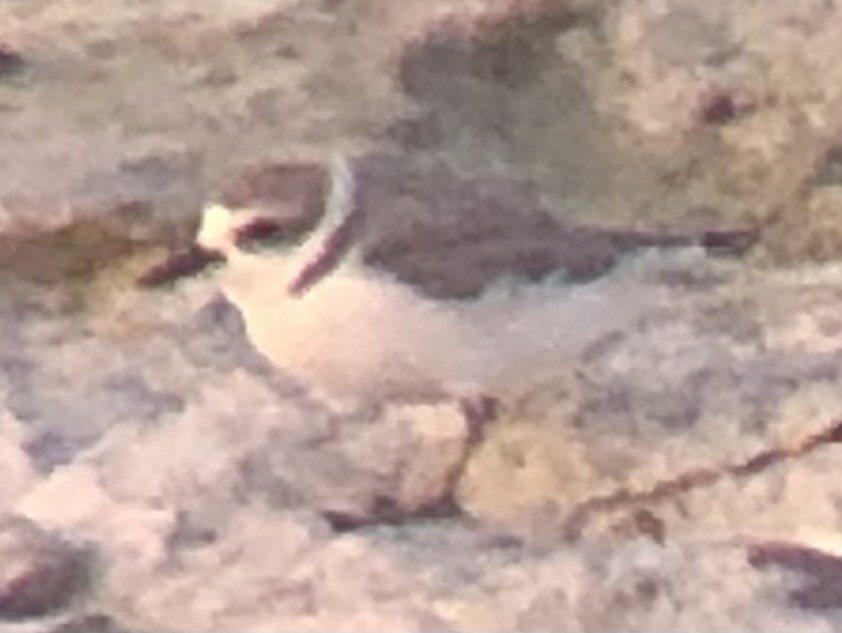 Snowy Plover - ML639866161