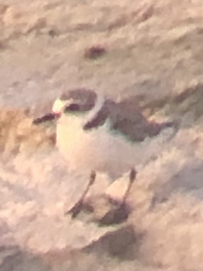 Snowy Plover - ML639866164